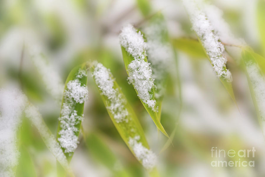 Snowflakes on bamboo leaves in winter Photograph by Delphimages Photo Creations