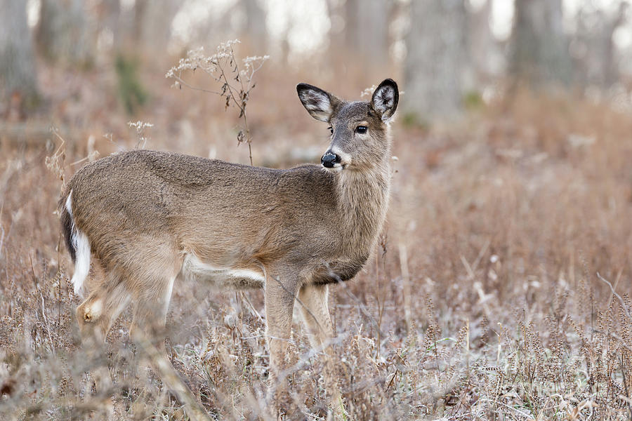 December Doe Photograph by Andrea Silies