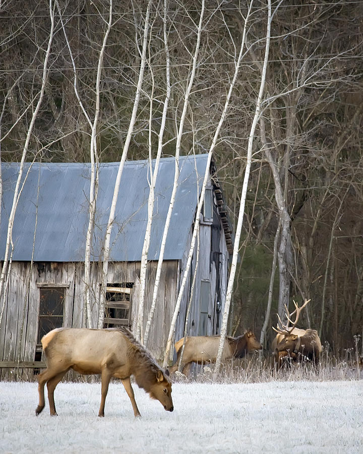 December Elk in Lost Valley Photograph by Michael Dougherty