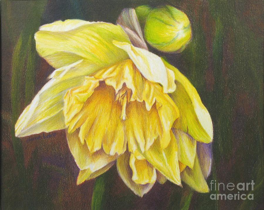 December Flower Narcissus Painting by Janae Lehto