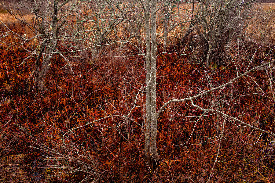 December Marsh Colors Photograph by Irwin Barrett