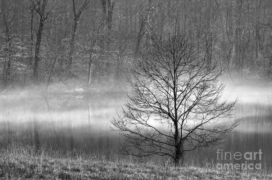December Mist - D009785-bw Photograph by Daniel Dempster