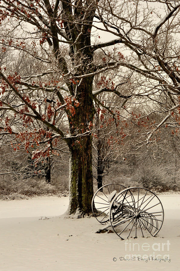 December Morning Photograph by Diane E Berry