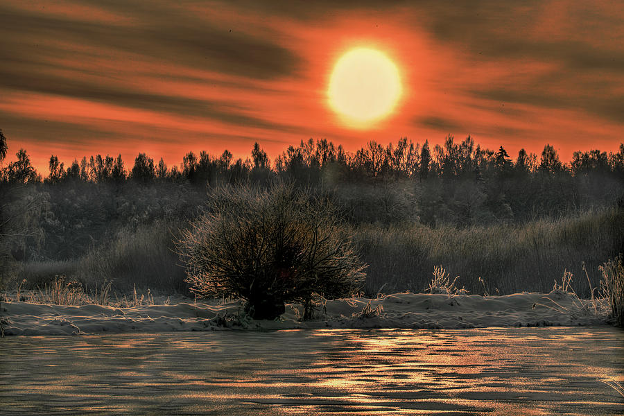 Tree Photograph - December sun #f3 by Leif Sohlman