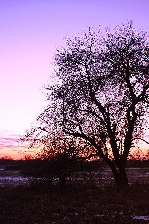 Sunset Photograph - December Tree by Mark  France