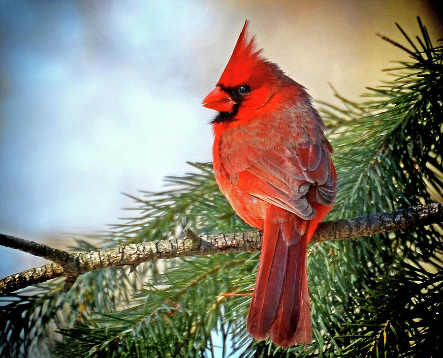 Decembers Cardinal Photograph by Rodney Campbell