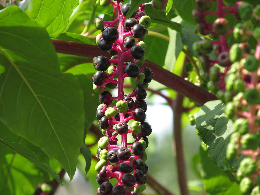 Deceptive Pokeweed Crop Photograph by M E Cieplinski