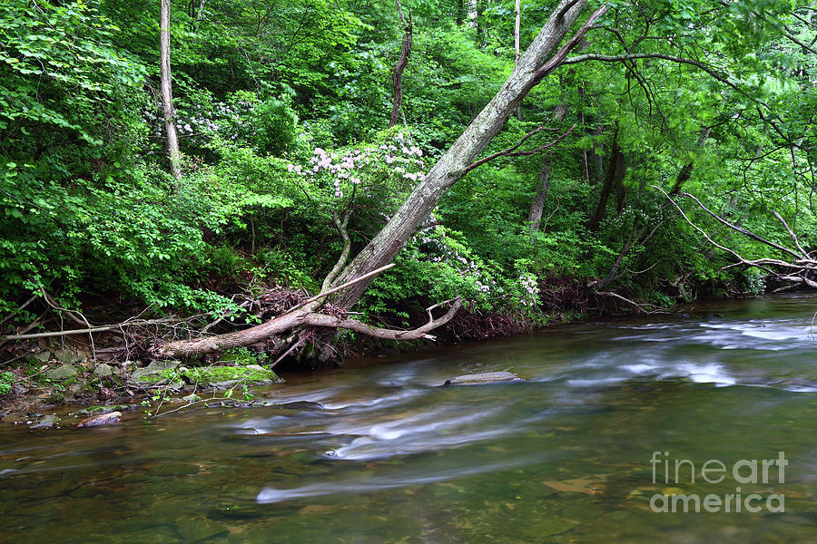 Deciduous Forest Along the Patapsco River Maryland Photograph by James ...