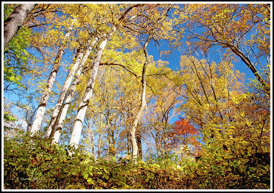 Deciduous Forest Canopy, Autumn Photograph by A Macarthur Gurmankin