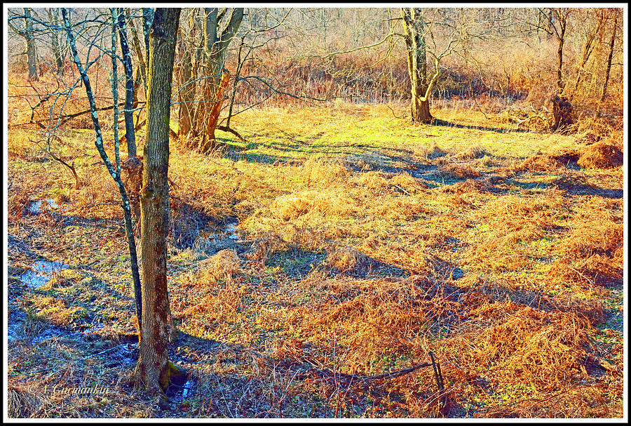Deciduous Forest Ecosytem Floor in Late Winter Photograph by A Macarthur Gurmankin