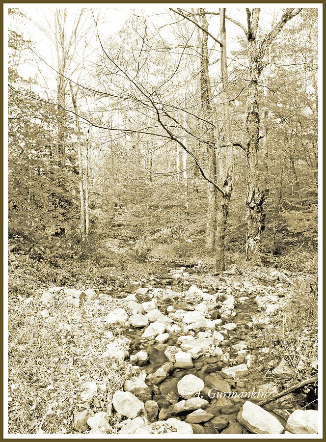 Deciduous Forest in Autumn, Pocono Mountains, Pennsylvania Photograph by A Macarthur Gurmankin