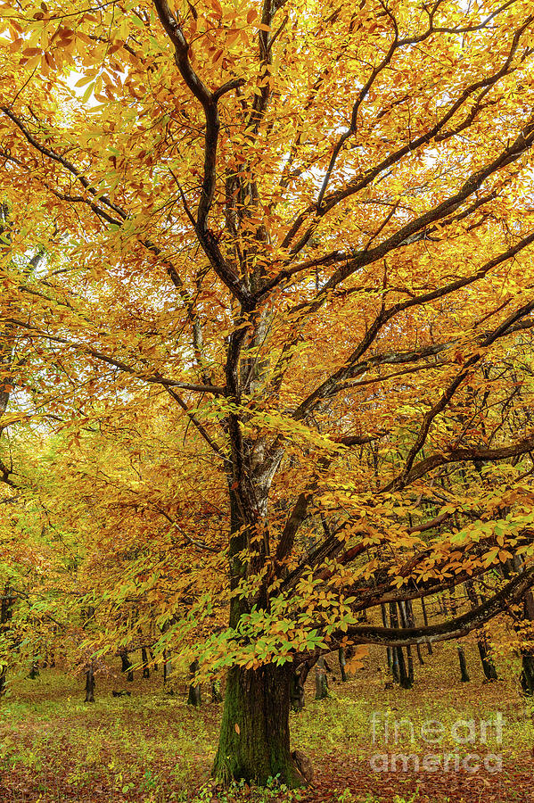 Deciduous forest in the autumn Photograph by Ragnar Lothbrok