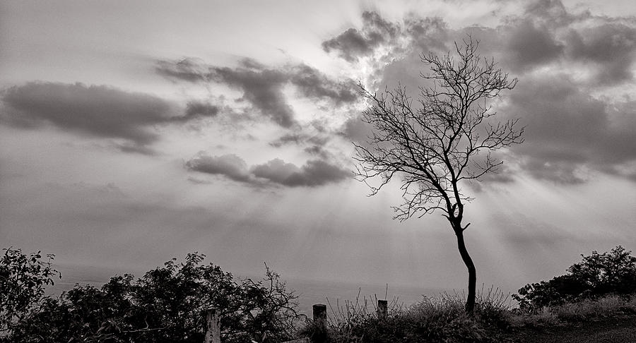 Tree Photograph - Deciduous tree by Krishnan Srinivasan