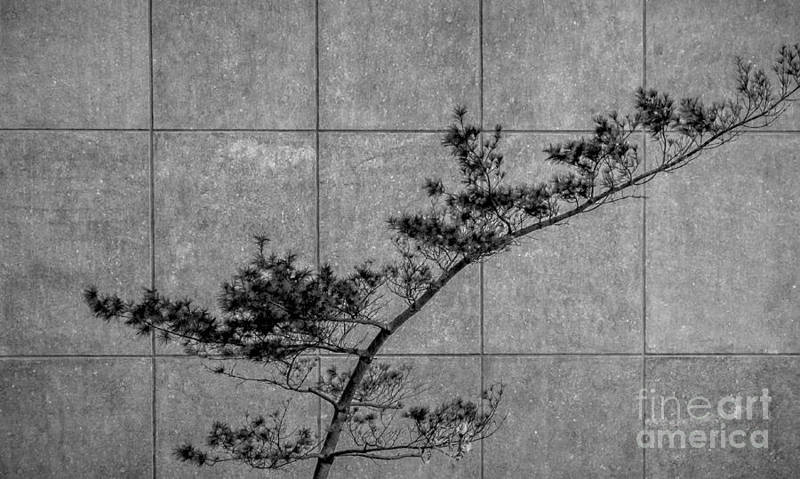 Evergreen Tree over Concrete - BW Photograph by James Aiken