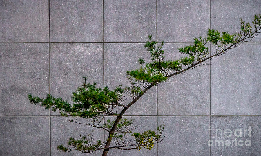 Evergreen Tree over Concrete Photograph by James Aiken