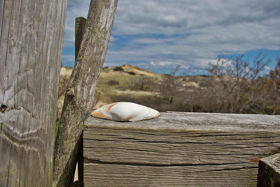 Deck Shell Photograph by Marisa Geraghty Photography