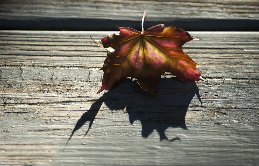 Decked Leaf Photograph by Ross Powell
