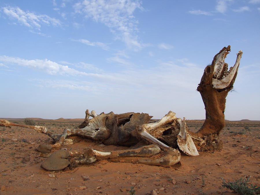 Camel Photograph - Decomposing Camel in Sahara by Bill Vernon