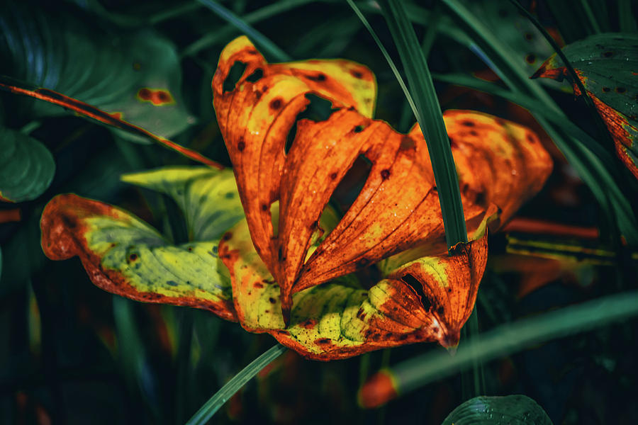 Fall Colors Photograph - Decomposing Hosta by Bonnie Bruno