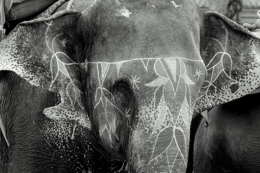 Elephant Photograph - Decorated Elephant by Karan Anand Elephant Photograph - Decorated Elephant by Karan Anand