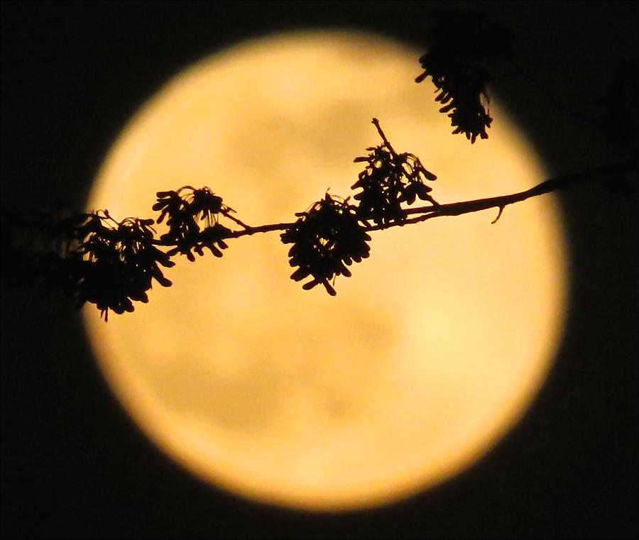 Decorated Golden Moon Photograph by Janice Petrella-Walsh - Fine Art ...