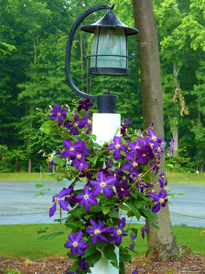 Decorated Lamppost Photograph by Jeanette Oberholtzer