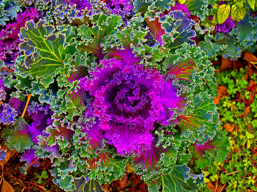 Decorative Cabbage Photograph by James Granberry