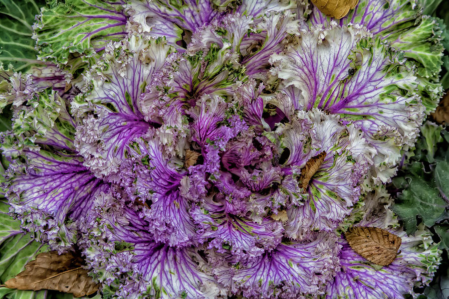 Decorative Cabbage Photograph by Robert Ullmann