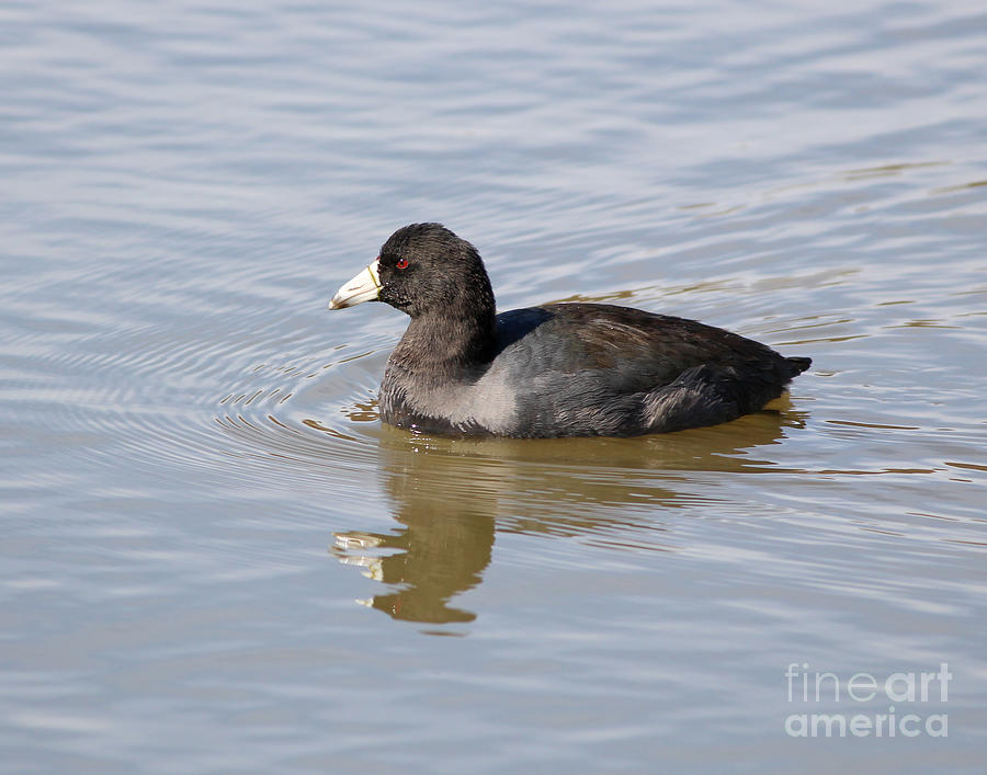 Decorative Coot Photograph by Anita Oakley
