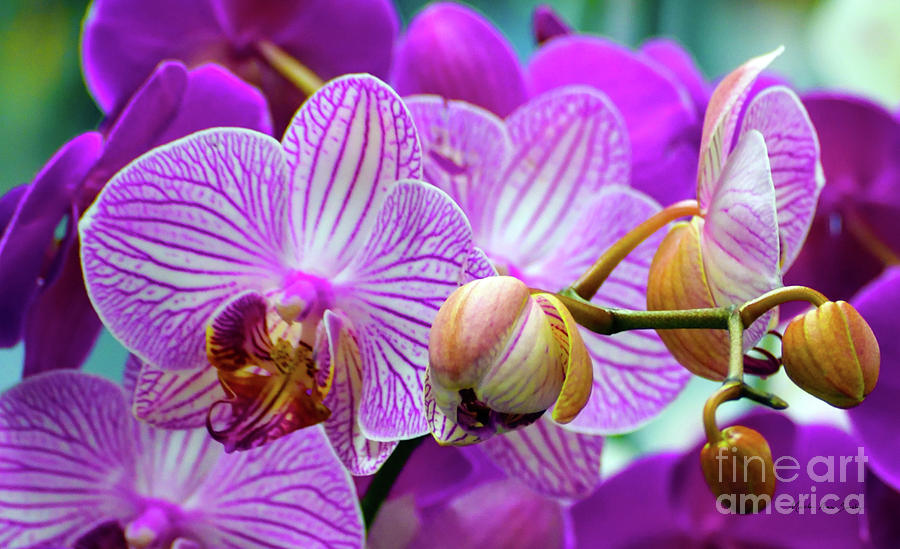 Decorative Fuschia Orchid Still Life Photograph by Mas Art Studio