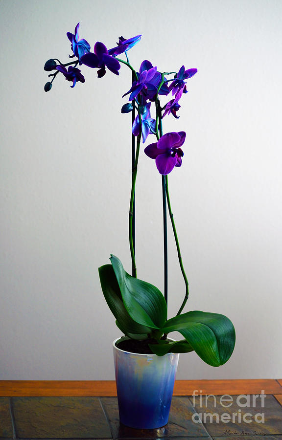 Decorative Orchid Photo A6517 Photograph by Mas Art Studio