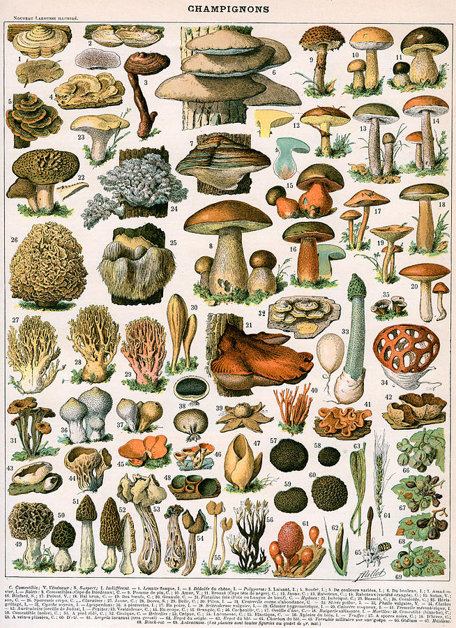 Mushroom Painting - Decorative Print of Champignons by Demoulin by American School