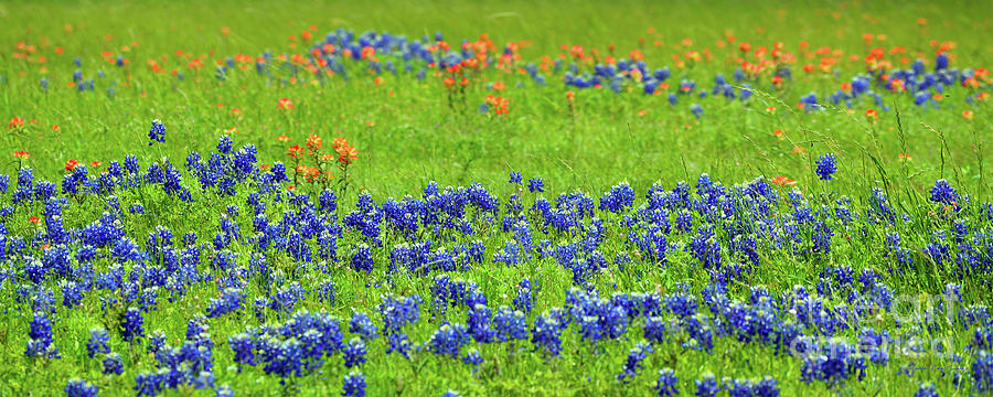 Decorative Texas Bluebonnet Meadow Photo A32517 Photograph by Mas Art Studio