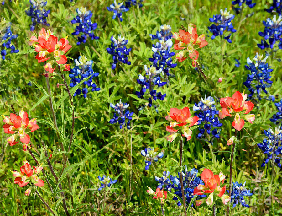 Decorative Texas Bluebonnets Meadow Digital Photo G33117 Photograph by Mas Art Studio