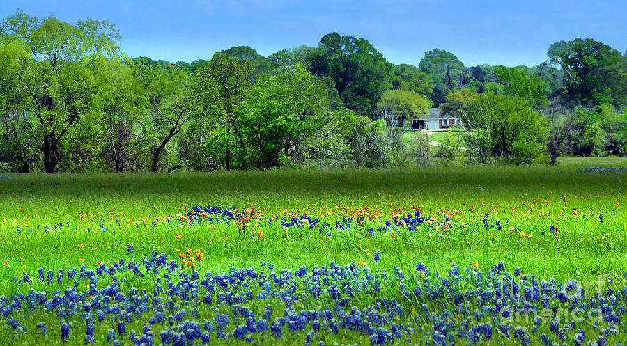 Decorative Texas Homestead Bluebonnets Meadow Mixed Media Photo H32517 Mixed Media by Mas Art Studio
