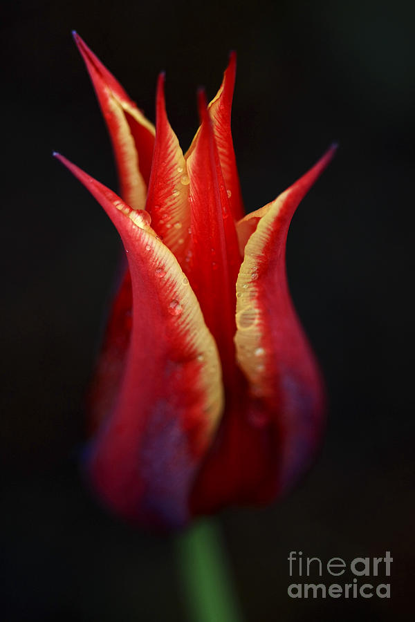 Decorative Tulip Photograph by Deborah Benoit