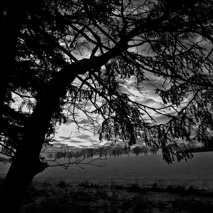 Deep Black Tree Art Photo Photograph