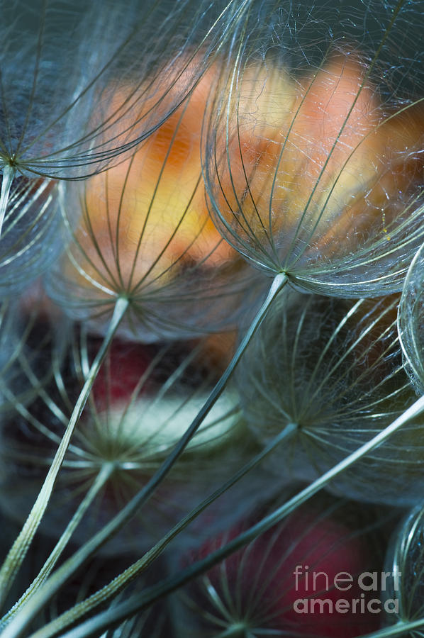 Deep Blue Dandelions Photograph by Iris Greenwell