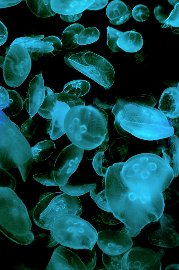 Jellyfish Photograph - Deep Blue by Esther Kather