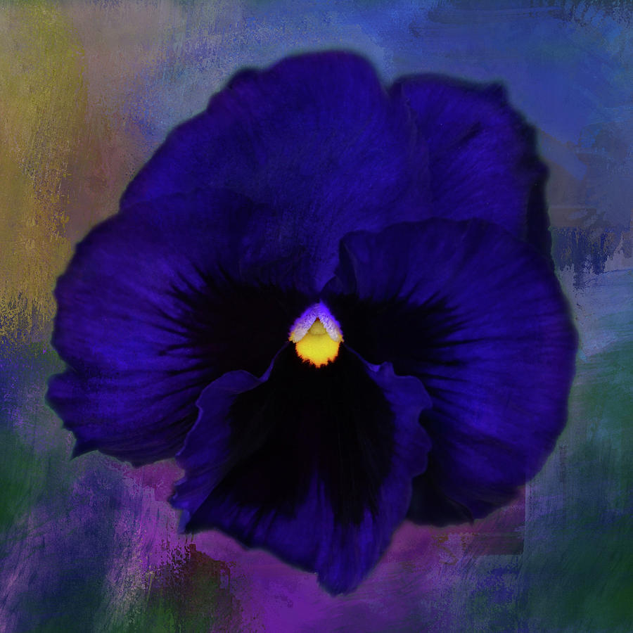 Nature Mixed Media - Deep Blue Pansy #2 by Isabela and Skender Cocoli