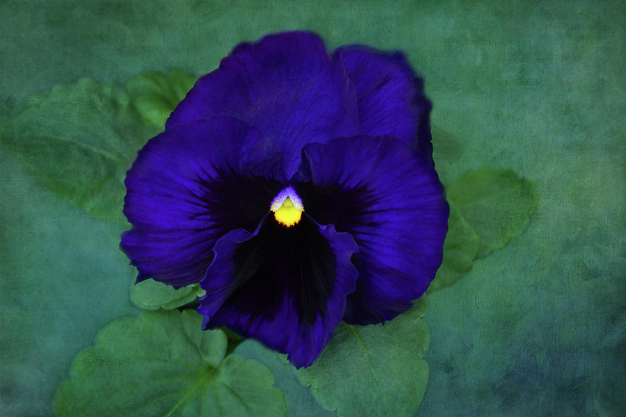 Deep Blue Pansy Photograph by Isabela and Skender Cocoli - Pixels