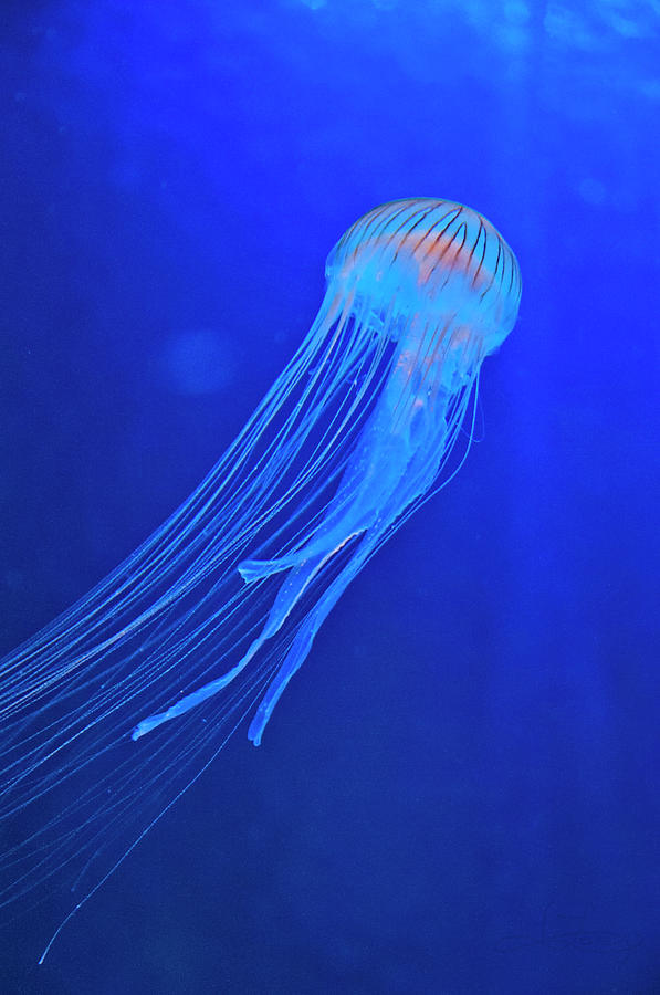 Deep Blue Sea Nettle Photograph