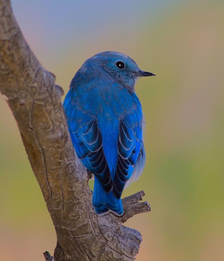 Deep Blue Photograph by Shane Bechler