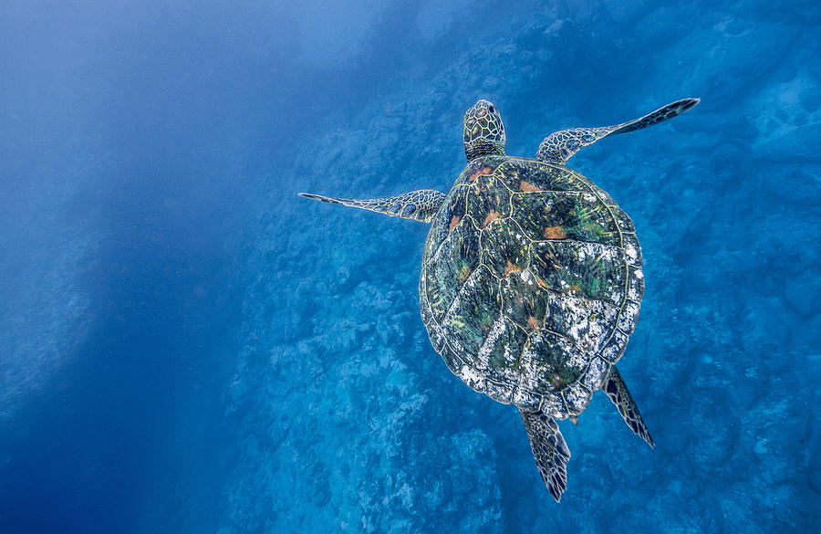 Deep Blue Turtle Photograph by Leonardo Dale