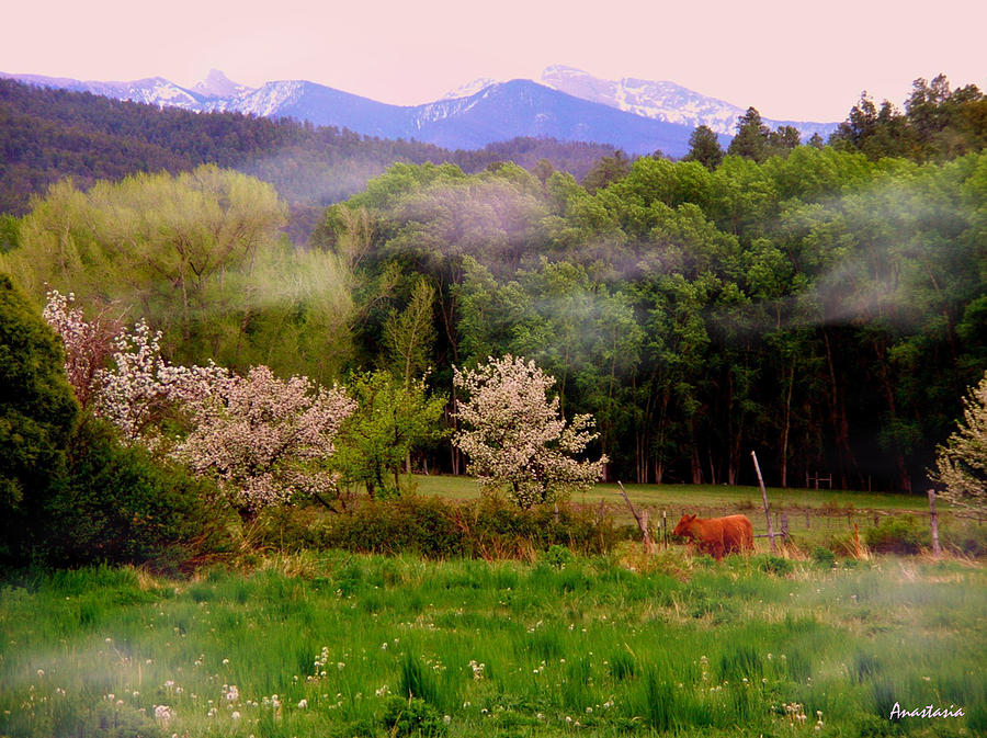 Deep Breath of Spring El Valle Photograph by Anastasia Savage Ealy