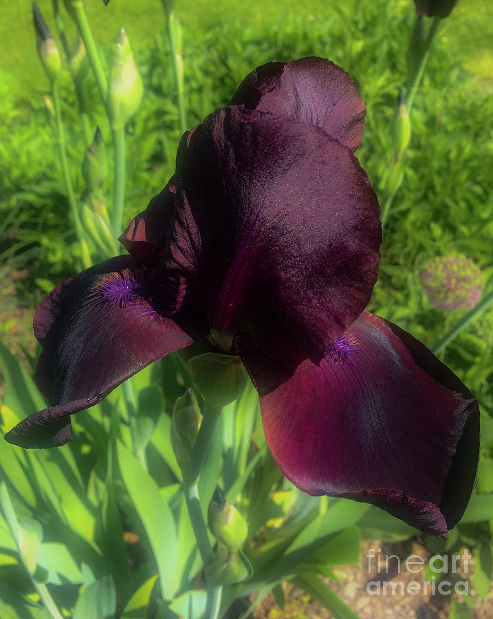 Deep Burgundy Iris Photograph by Joseph Yarbrough