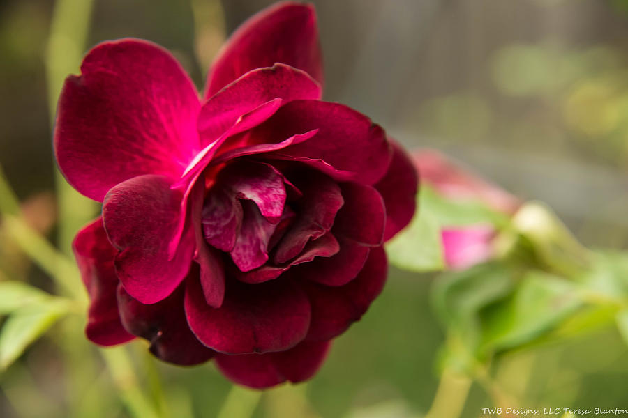Deep Burgundy Rose Photograph by Teresa Blanton
