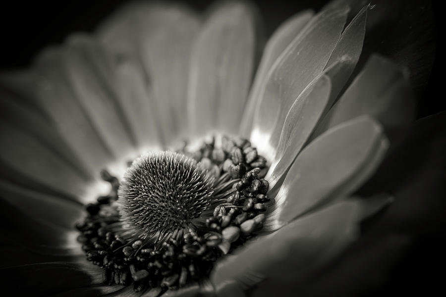Black And White Photograph - Deep by Caitlyn Grasso