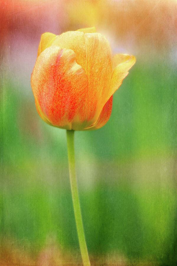 Spring Digital Art - Deeply Colored Tulip by Terry Davis