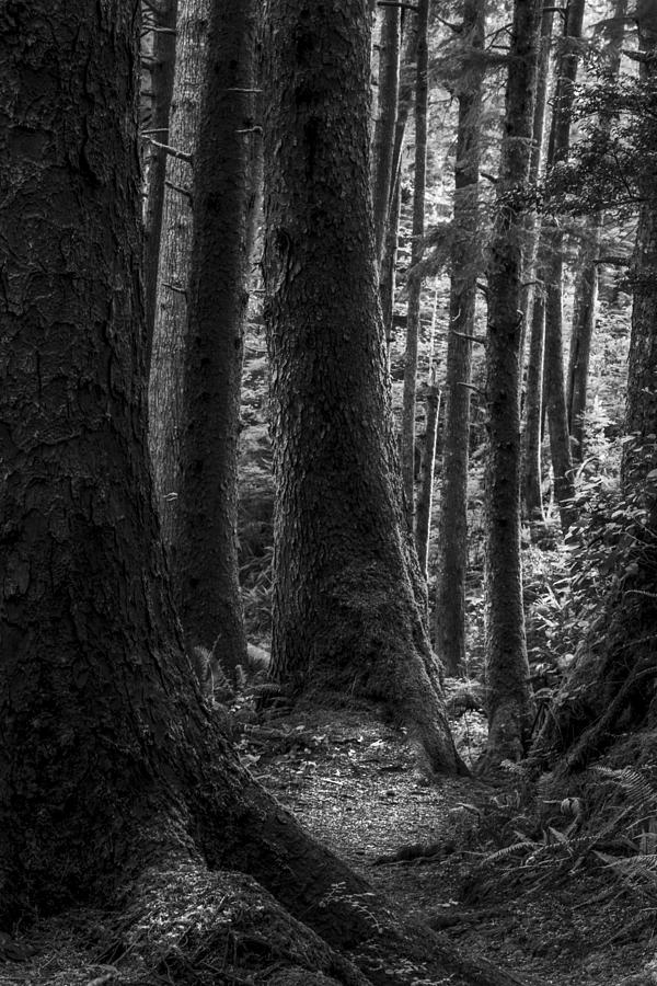 Deep Dark Forest II Photograph by Jon Glaser